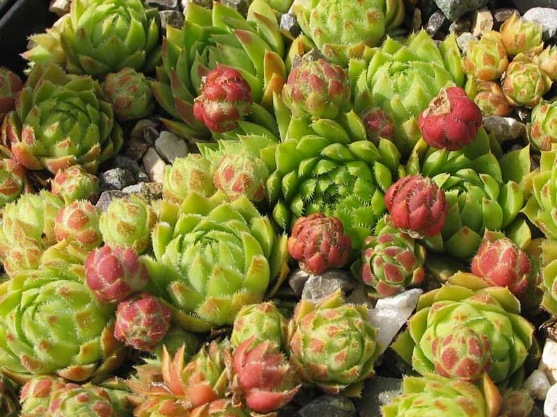 globiferum ssp. globiferum (hirtum borealis)