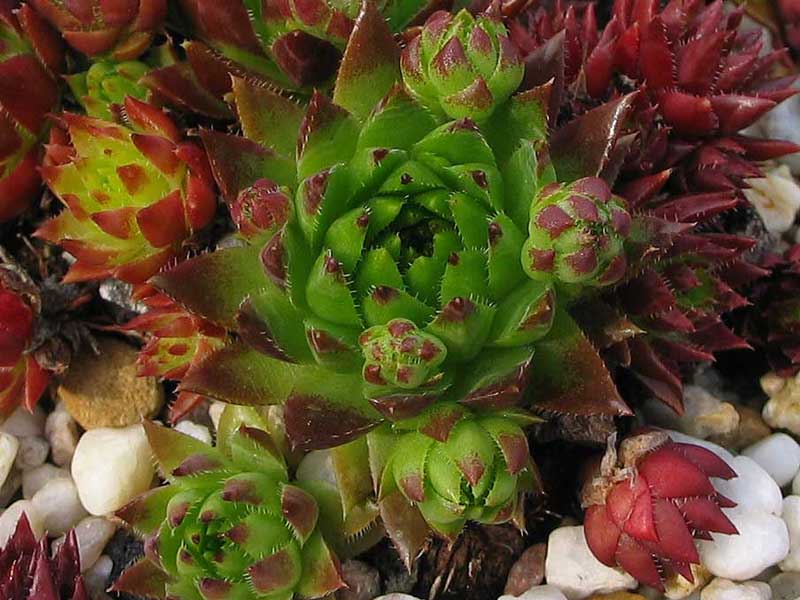 globiferum ssp. hirtum (tatrensis) from Šútovo