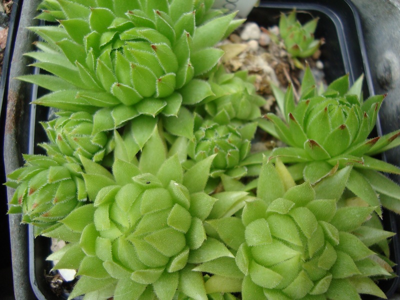 globiferum ssp. hirtum from Baba Mare
