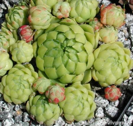 globiferum ssp. hirtum from Lipovec Typ A