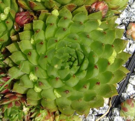 globiferum ssp. hirtum from Pusté sedlo Machnaté Typ B