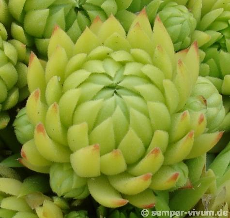 globiferum ssp. allionii from Aisone (falsch: Aione)