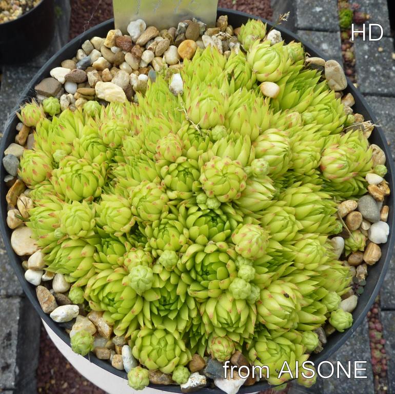globiferum ssp. allionii from Aisone