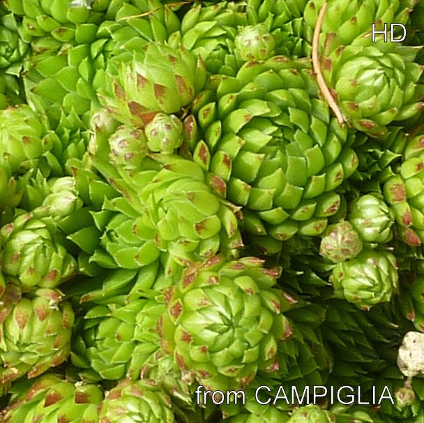 globiferum ssp. allionii from Campiglia, 1165m