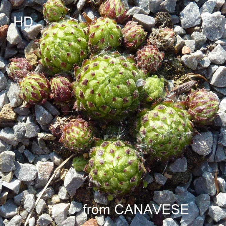 globiferum ssp. allionii from Canavese