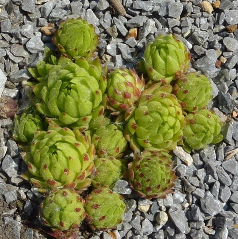 globiferum ssp. allionii from Casterino