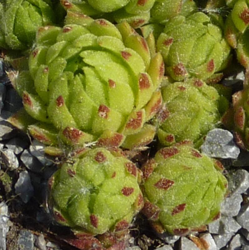globiferum ssp. allionii from Casterino