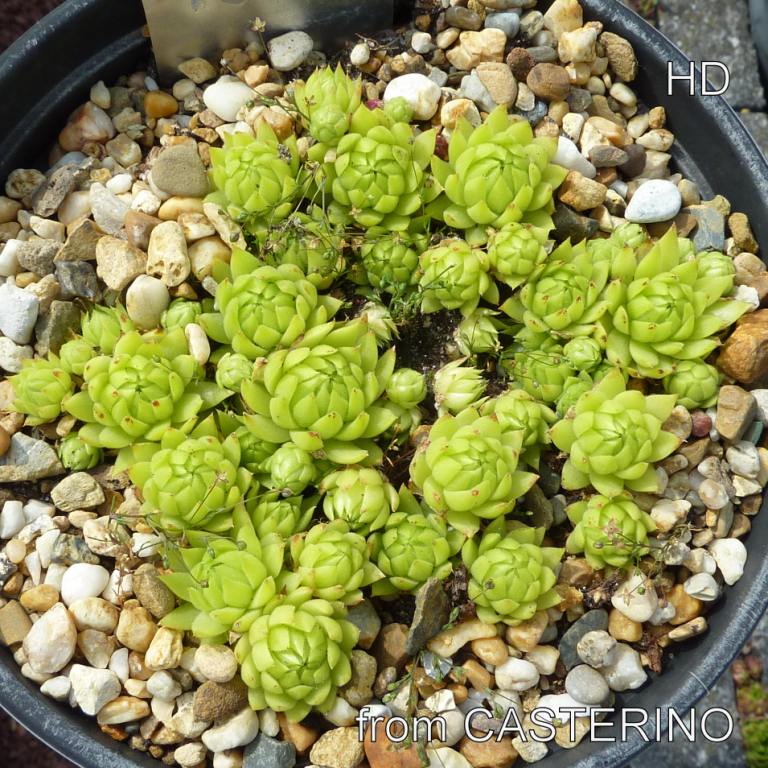 globiferum ssp. allionii from Casterino