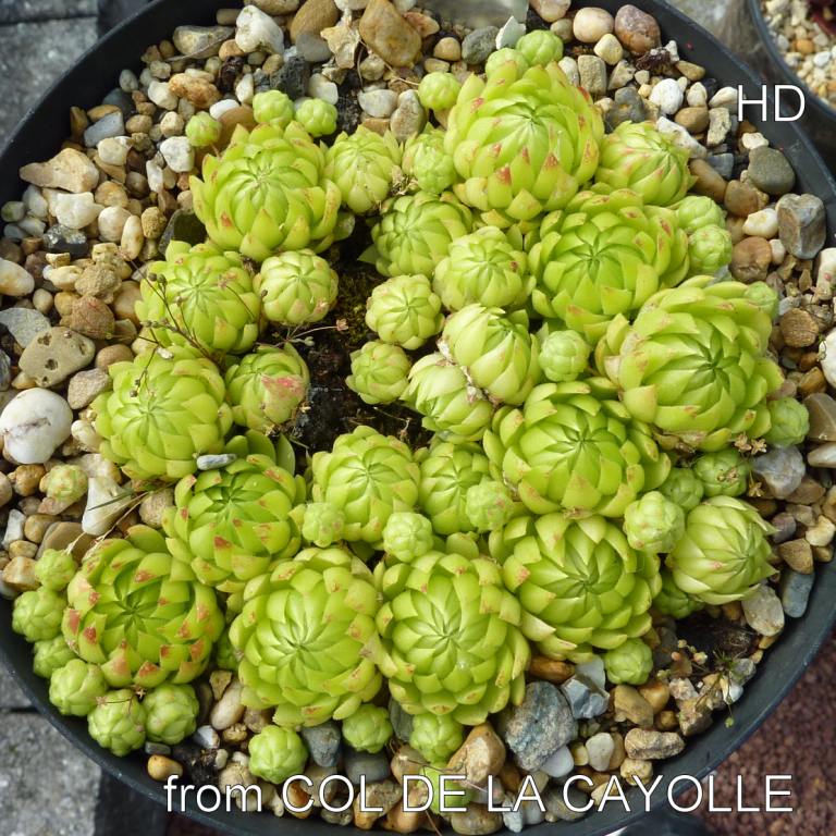 globiferum ssp. allionii from Col de la Cayolle
