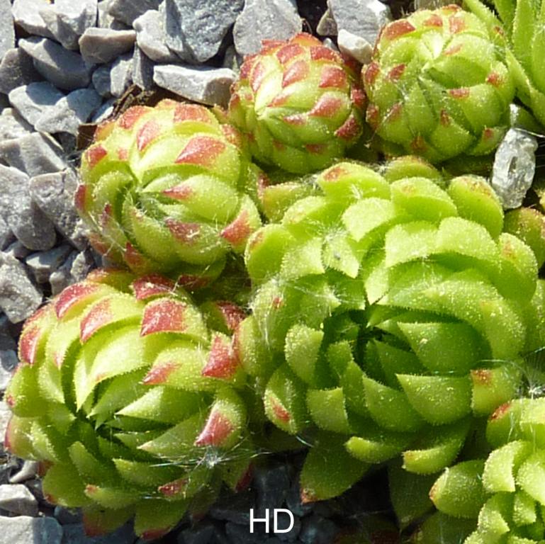 globiferum ssp. allionii from Col de la Cayolle