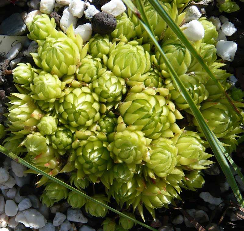 globiferum ssp. allionii from Colle di Caprauna