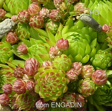 globiferum ssp. allionii from Engadin