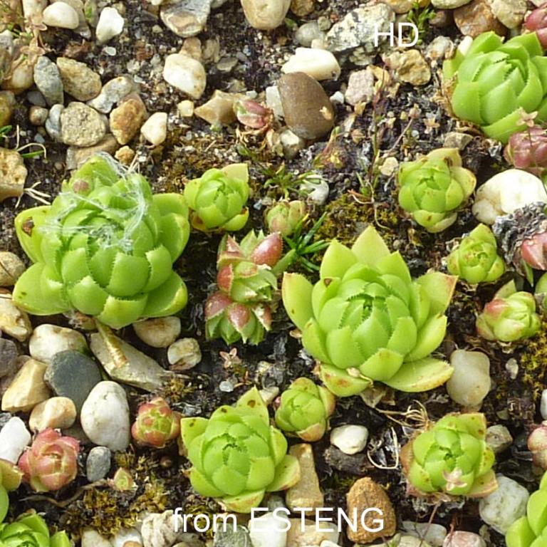 globiferum ssp. allionii from Esteng