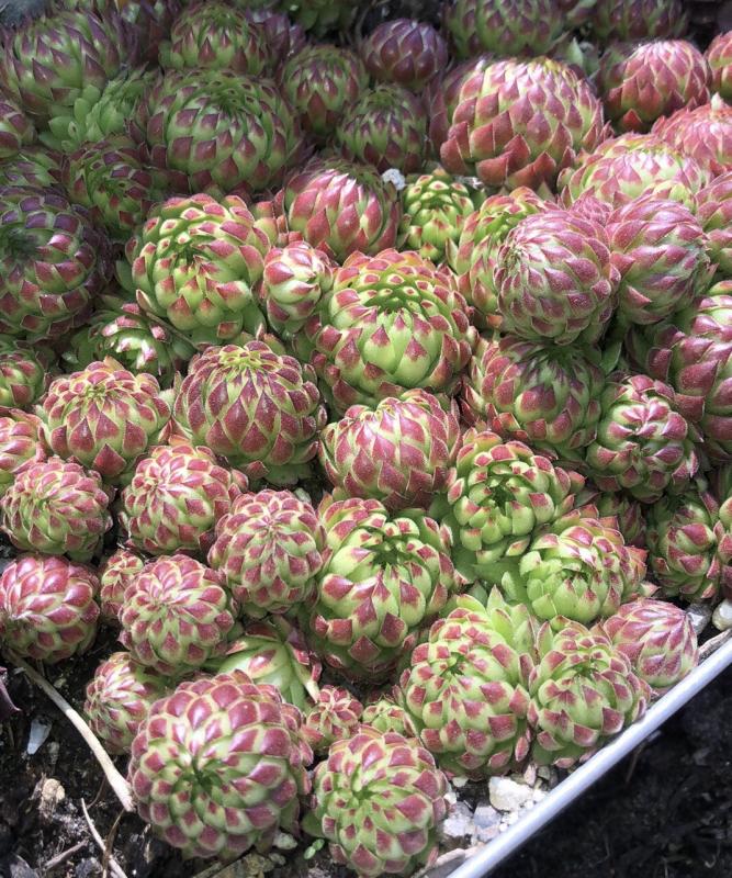 globiferum ssp. allionii