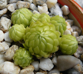 globiferum ssp. allionii