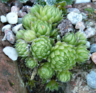 globiferum ssp. allionii