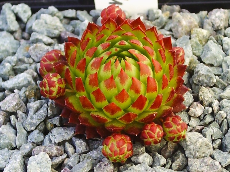 globiferum ssp. arenarium from Croce Carnico