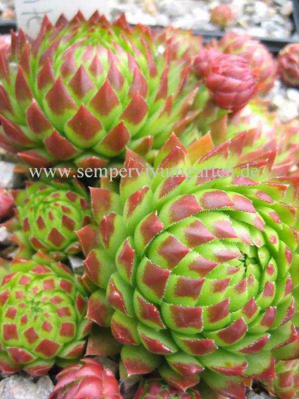 globiferum ssp. arenarium from Croce Carnico