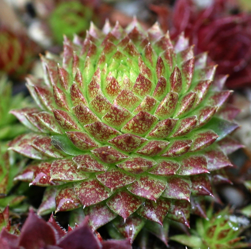 globiferum ssp. arenarium from Goldeck