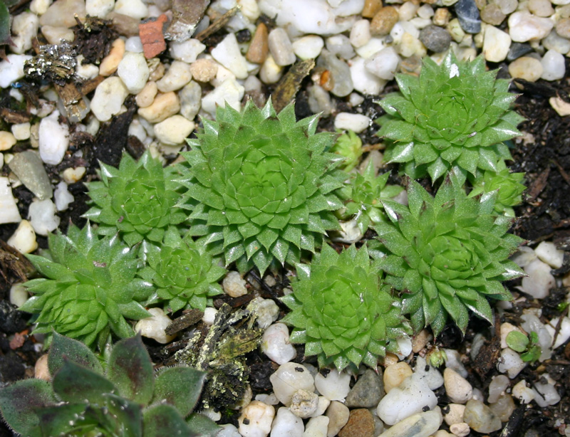 globiferum ssp. arenarium from Goldeck