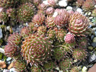 globiferum ssp. arenarium from Goldeck