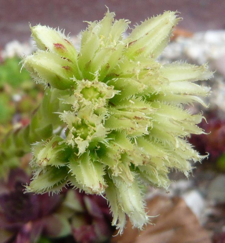globiferum ssp. arenarium from Goldeck