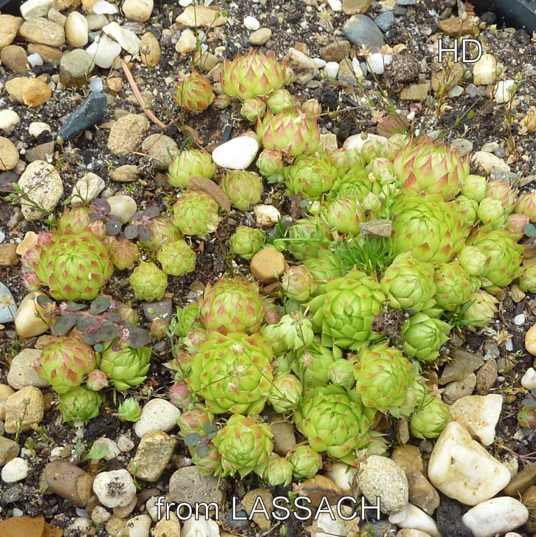 globiferum ssp. arenarium from Lassach