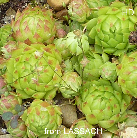 globiferum ssp. arenarium from Lassach