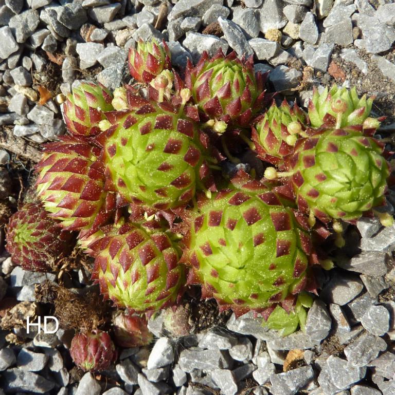 globiferum ssp. arenarium from Maltatal, 870m