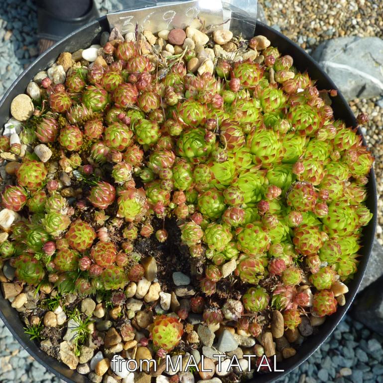 globiferum ssp. arenarium from Maltatal, 870m