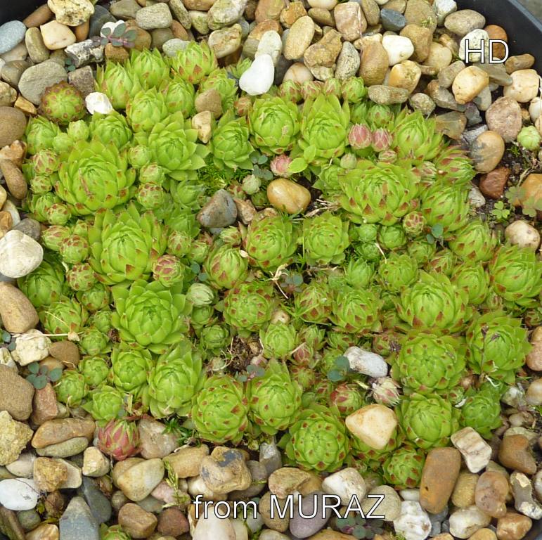 globiferum ssp. arenarium from Muraz
