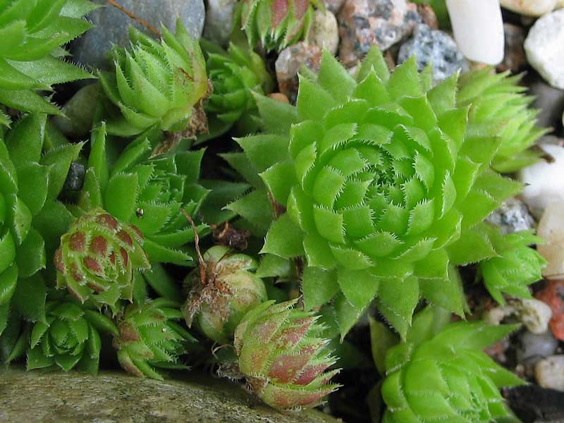globiferum ssp. arenarium from Muraz