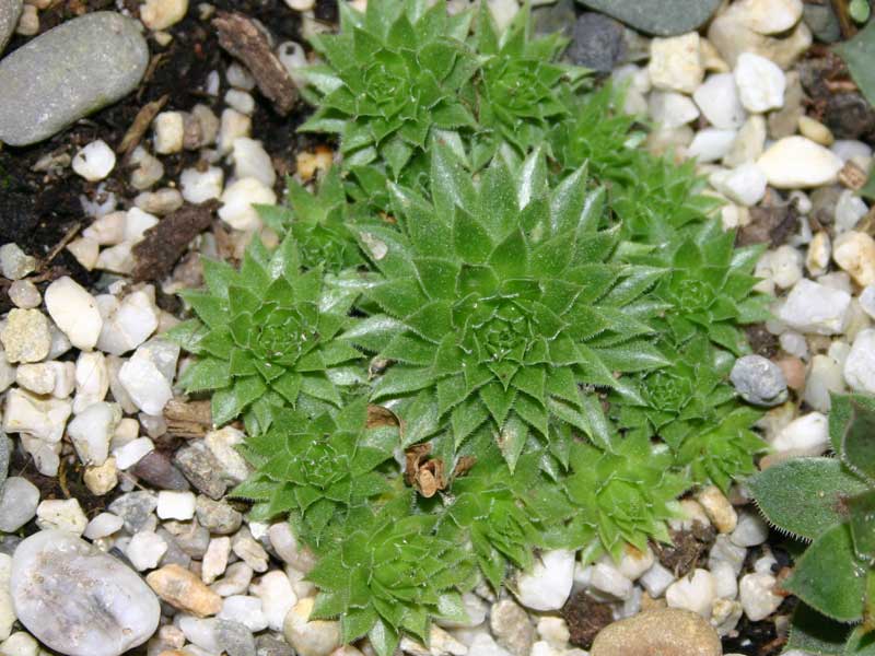 globiferum ssp. arenarium from Muraz