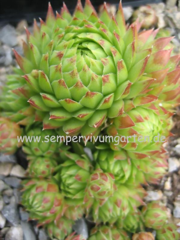 globiferum ssp. arenarium from Salzburger Land