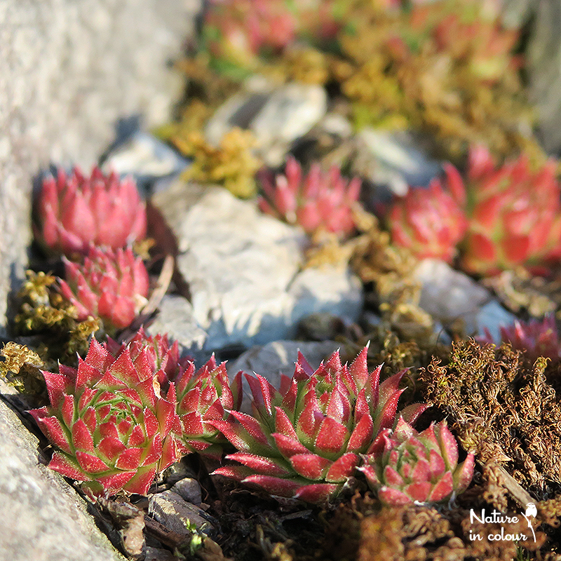 globiferum ssp. arenarium from Slovenia