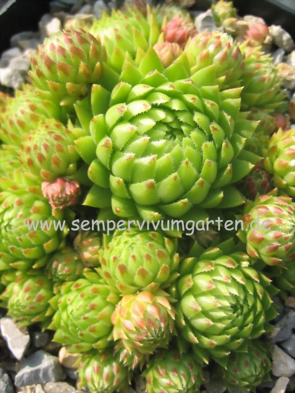 globiferum ssp. arenarium from Umbaltal