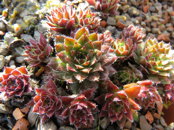 globiferum ssp. arenarium