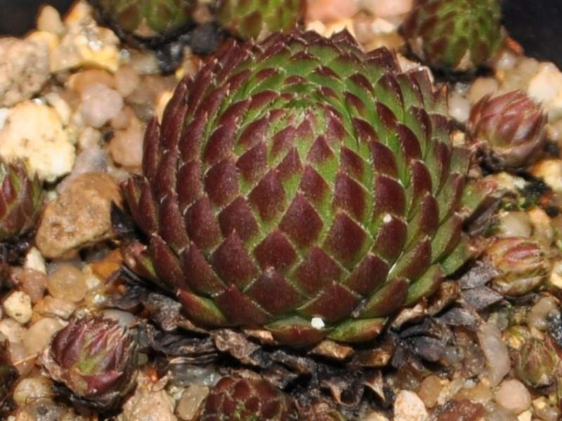 globiferum ssp. arenarium