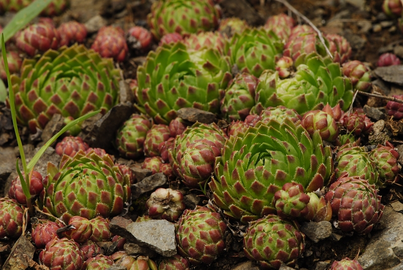 globiferum ssp. globiferum from Těšetice, Steinbruch