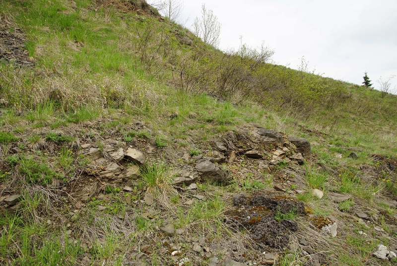 globiferum ssp. globiferum from Těšetice, Steinbruch