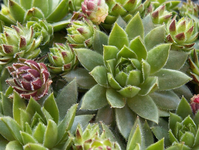 globiferum ssp. hirtum (glabrescens)