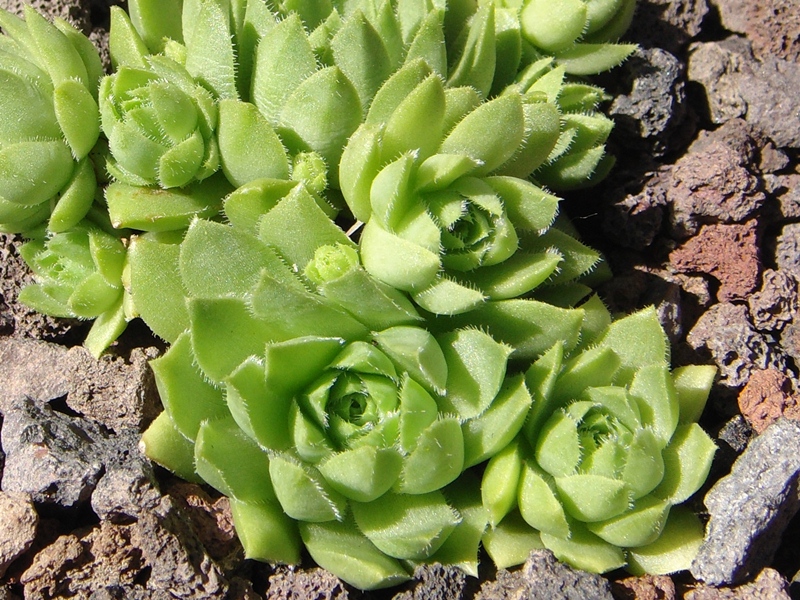 globiferum ssp. hirtum (glabrescens) from Beckov