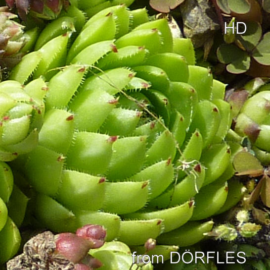 globiferum ssp. hirtum (glabrescens) from Dörfles B