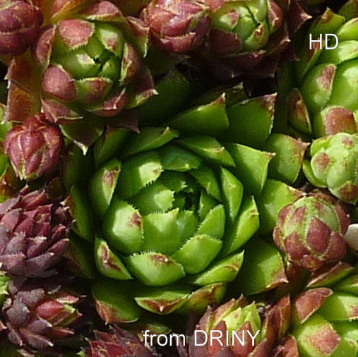 globiferum ssp. hirtum (glabrescens) from Driny A