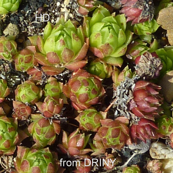 globiferum ssp. hirtum (glabrescens) from Driny B