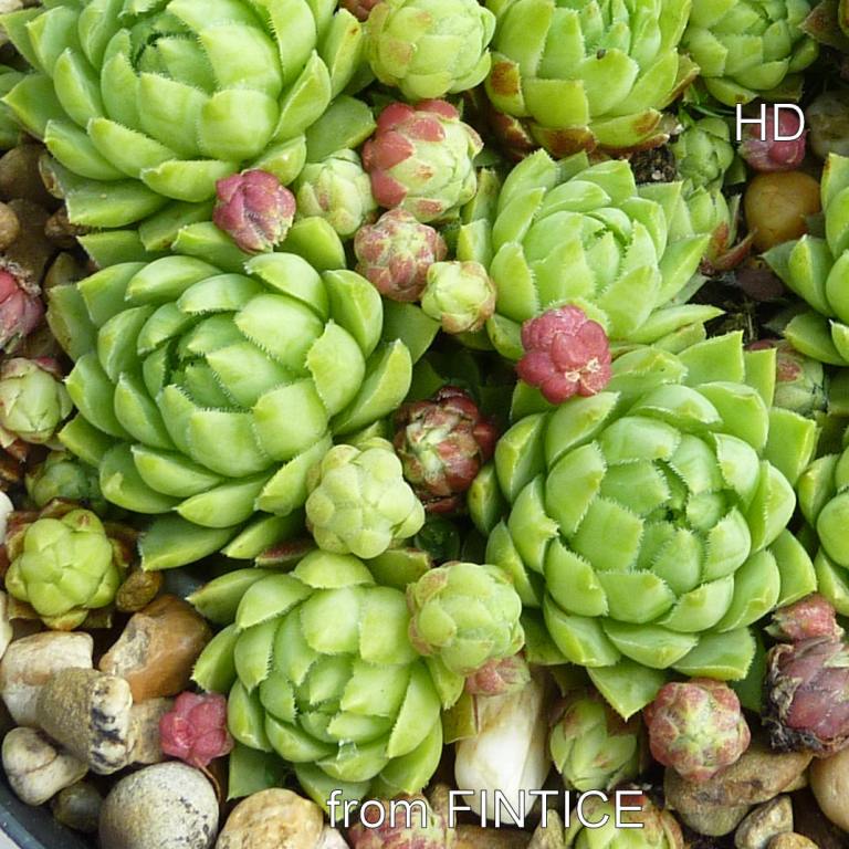globiferum ssp. hirtum (glabrescens) from Fintice