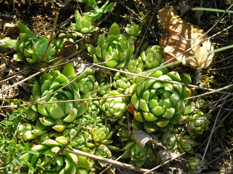 globiferum ssp. hirtum (glabrescens) from Stará Kremnička