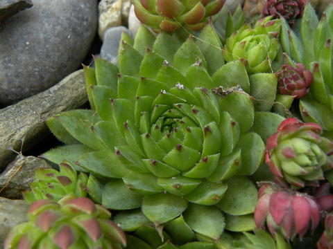 globiferum ssp. hirtum (glabrescens) from Stará Kremnička