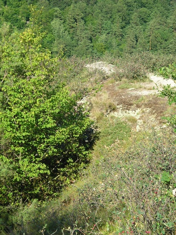 globiferum ssp. hirtum (glabrescens) from Stará Kremnička