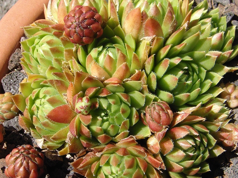 globiferum ssp. hirtum (glabrescens) from Trudovac